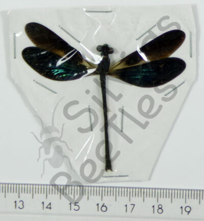 Vestalis luctuosa