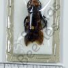Megascolia maculata ♀ - Image 2