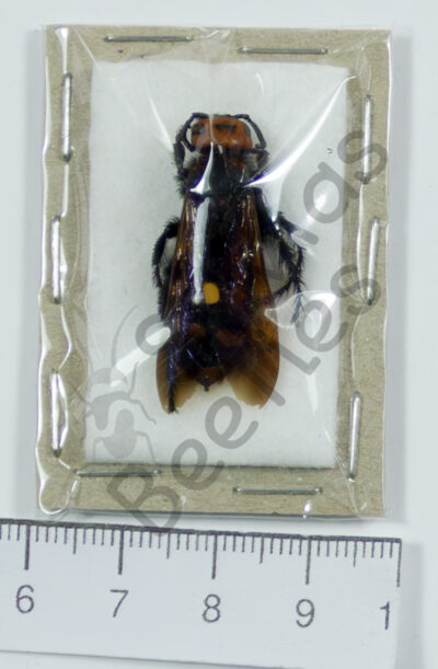 Megascolia maculata ♀