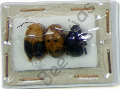 Chrysomelidae ssp.