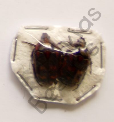 Pachnoda interrupta