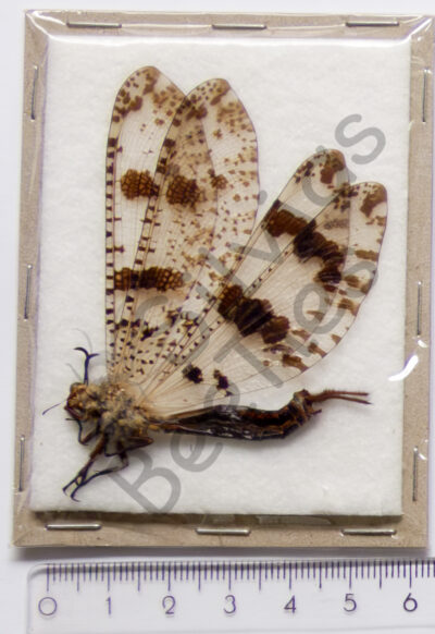 Palpares libelluloides, ♂