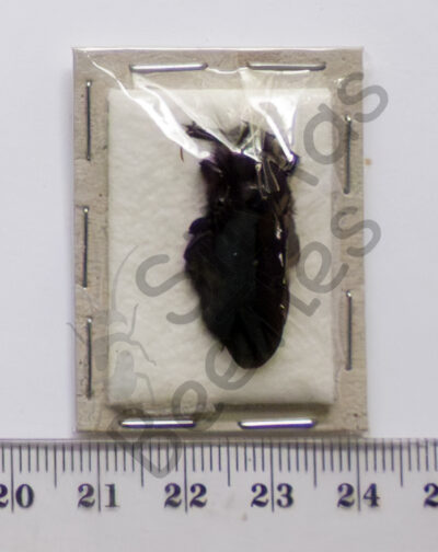 Hymenoptera ssp.