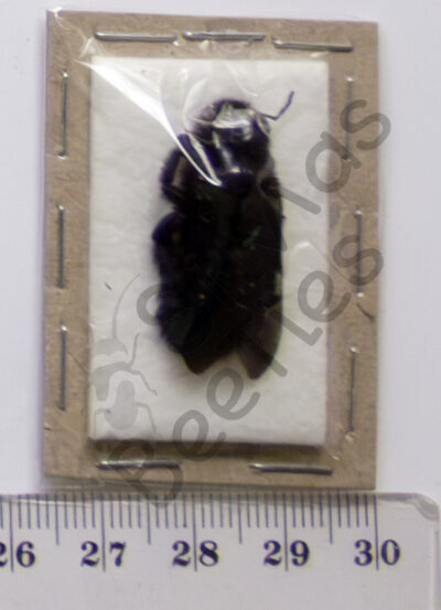 Hymenoptera ssp.