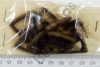 Theraphosidae sp.
