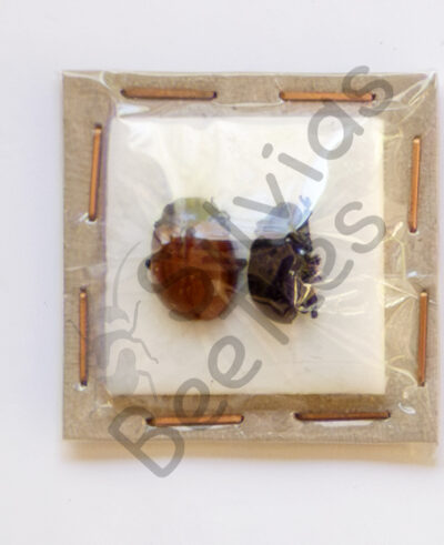 Chrysomelidae ssp.