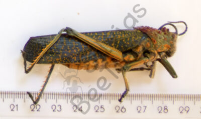 Phymateus saxosus
