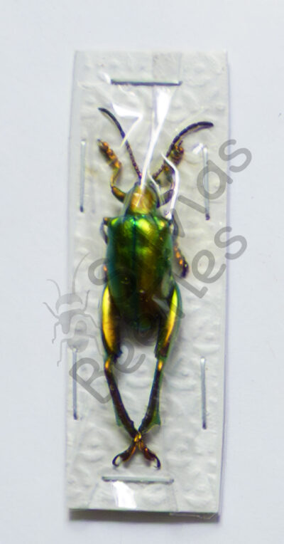 Sagra laticollis