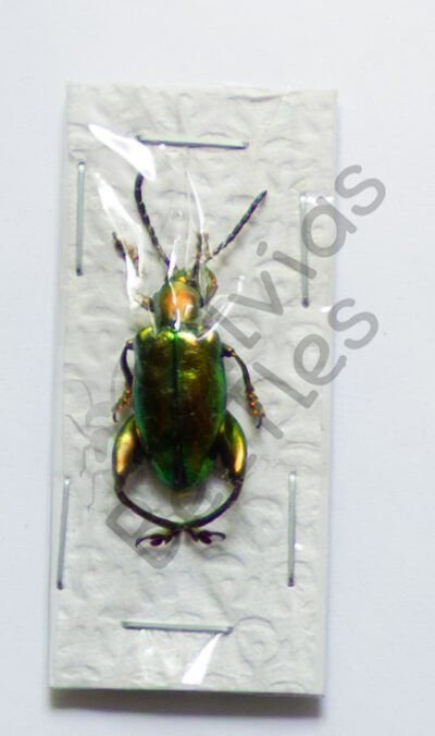 Sagra laticollis