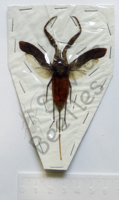 Nepa rubra