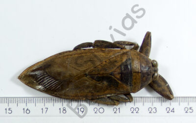 Lethocerus sp.