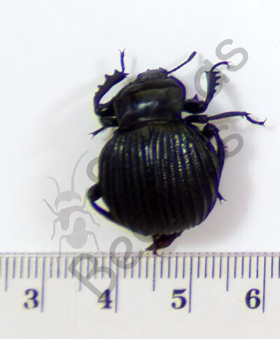 Gonopus sp.