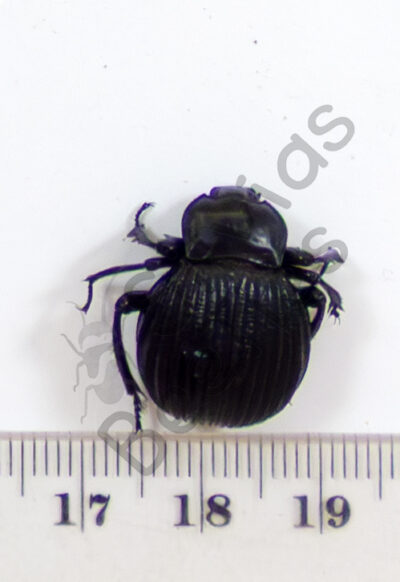 Gonopus sp.
