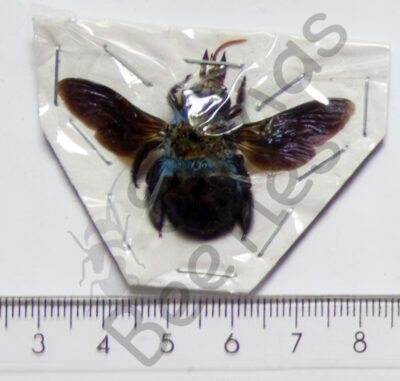 Brachycera, Xylocopa caerulea, ♀
