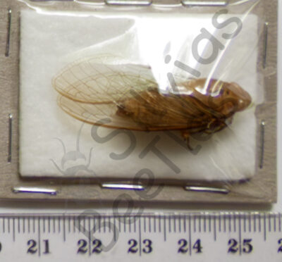 Cicadidae sp.