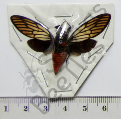 Huechys incarnata