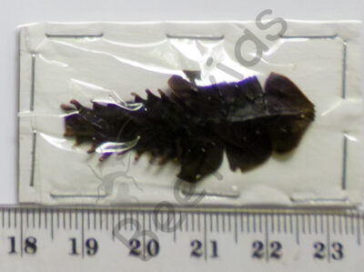 Platerodrilus, Dulticola sp.