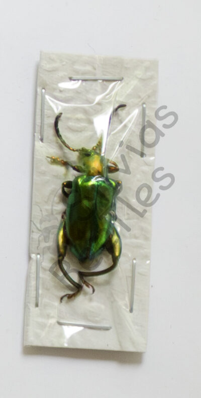 Sagra laticollis