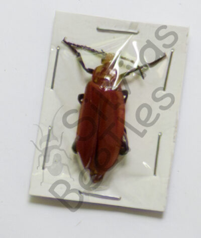 Cissites maxilosa ♀