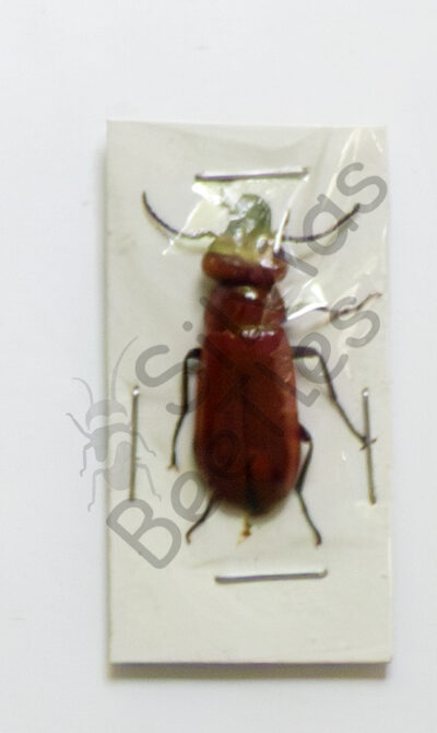 Cissites maxilosa ♂