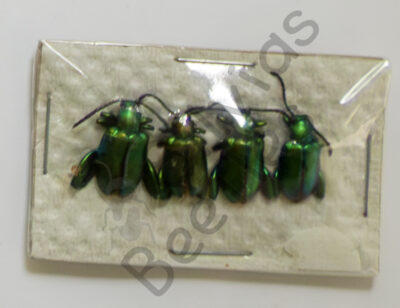 Chrysomelidae ssp.