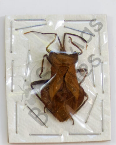 Heteroptera ssp.