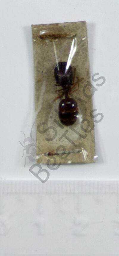 Pleidole sp.