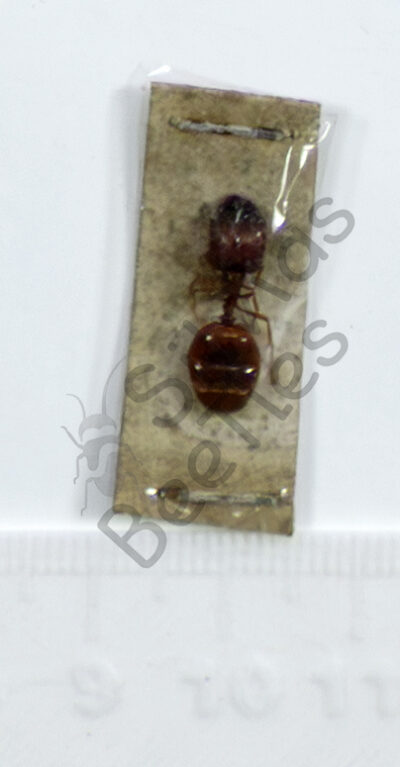 Pleidole sp.