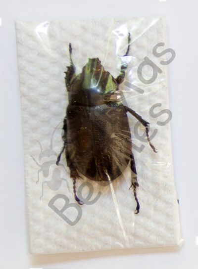 Heterogomhus hirtus, ♀