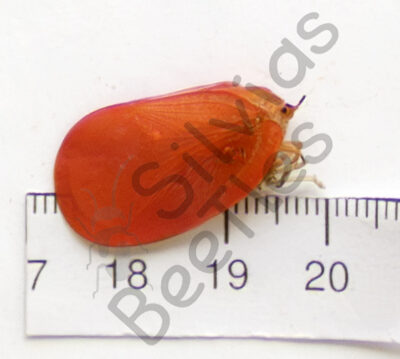 Fulgoromorphae, Flatidae, Phrommia rosea