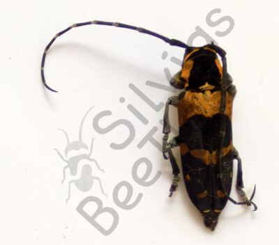 Tragocephala jucunda