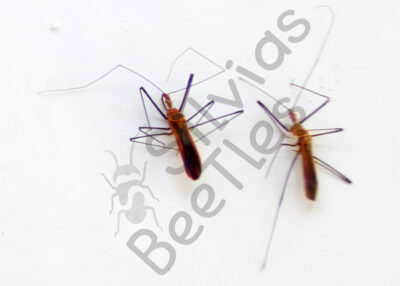 Heteroptera ssp.
