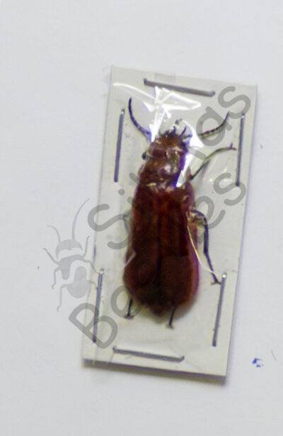 Cissites maxilosa ♀