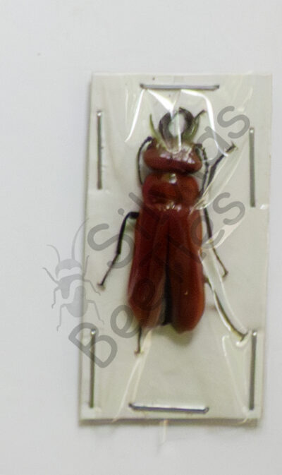 Cissites maxilosa ♂