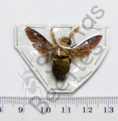 Brachycera, Xylocopa confusa, ♂