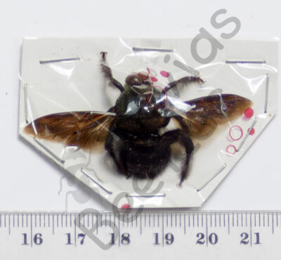 Brachycera, Xylocopa caerulea, ♂