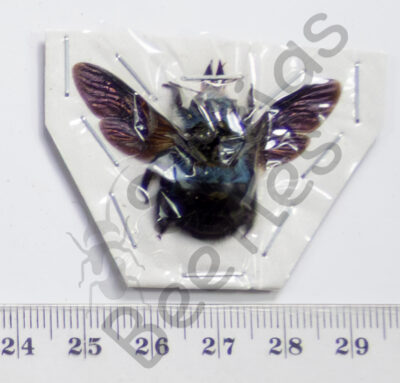 Brachycera, Xylocopa caerulea, ♀