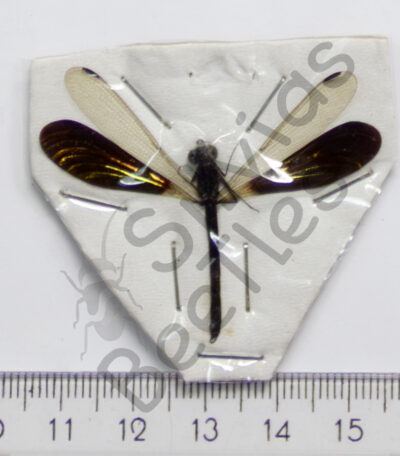 Rhinocypha anisoptera