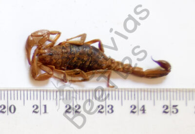 Skorpione sp.