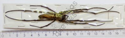 Nephila pilipes hasselti