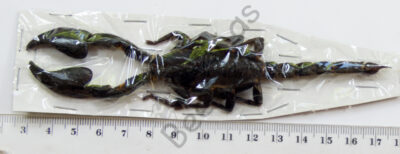 Heterometrus cyaneus