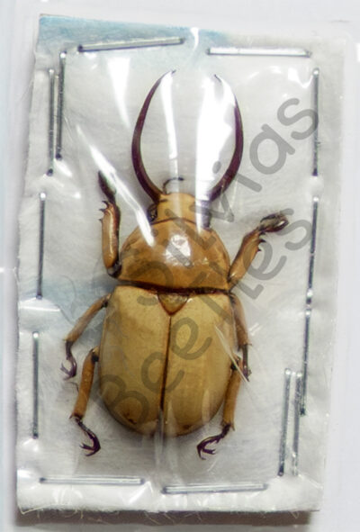 Fruhstorferia sexmaculata