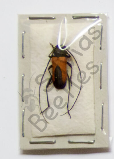 Purpuricenus budensis