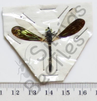 Rhinocypha anisoptera