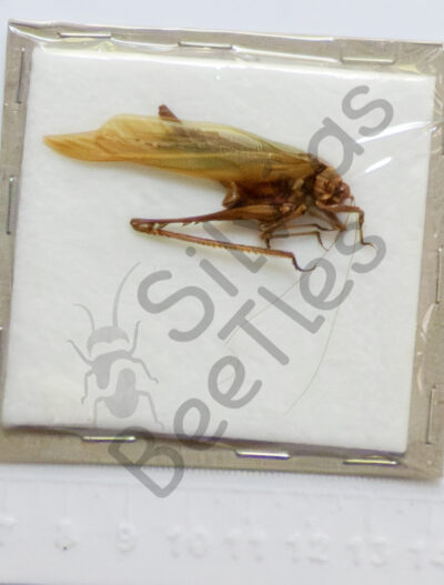 Orthoptera ssp.
