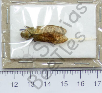 Pterodictya reticularis
