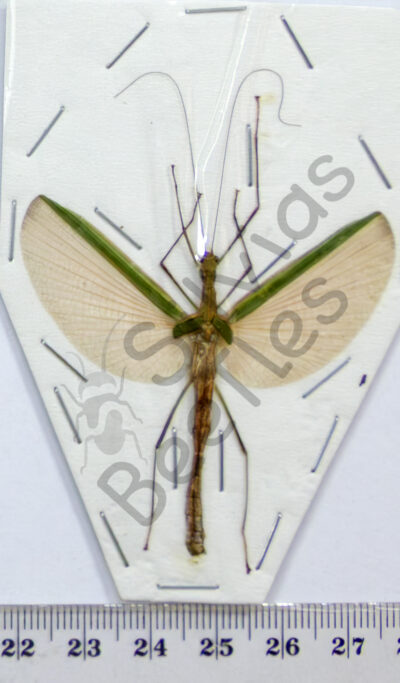 Necroscia sp.