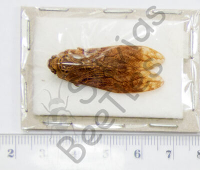 Aracynthus sanguineus