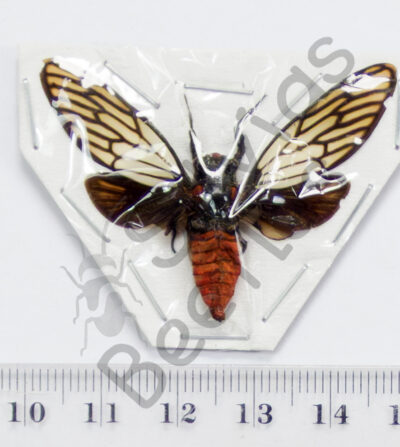 Huechys incarnata