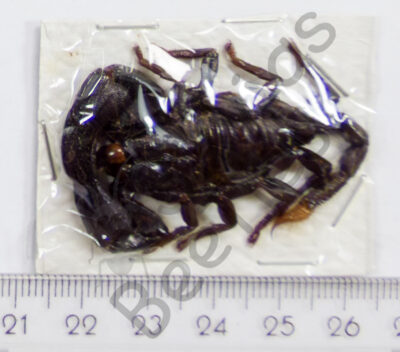 Skorpione sp.